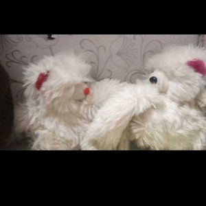 Adorable White Teddy Bears Pair