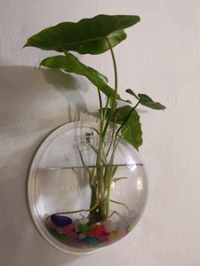 Wall Hanging Aquerium