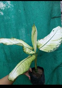 combo of 4 plants