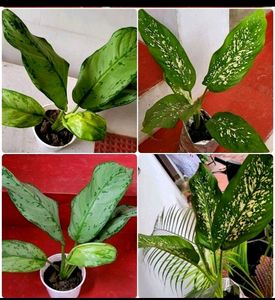 Pack 2 Evergreen Plant