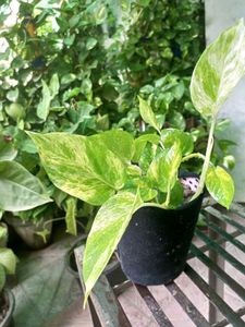 Money Plant Sapling