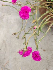 Vibrant Portulaca Flower Plants