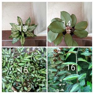 you can select 10 live root plants