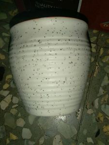Kullad Tea Cups