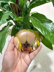 Charlotte Tilbury Pressed Powder