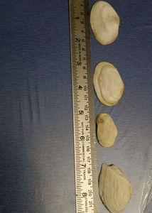 Antique Shells
