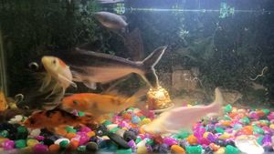 Aquarium Fish