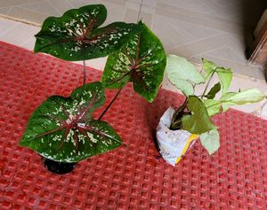 Pack 2.) UJJAISEEDS rare polka &amp; Arrowhead Plant