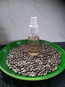 Castor Seeds