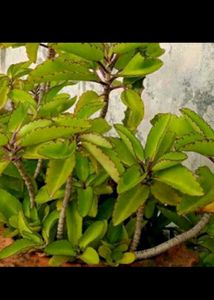 2 plants