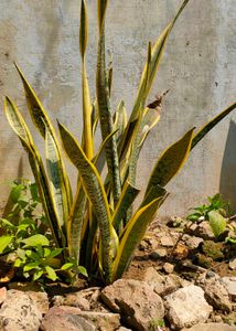 big verigeted snake plants
