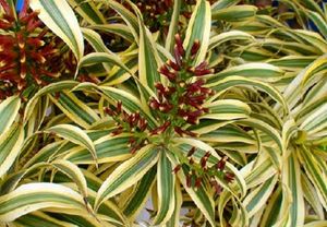 Pack 2 Nevernever &amp; Pandanus veitchii Plant 🪴&amp;Pot
