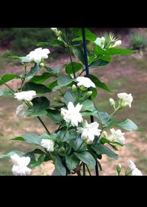 Mogra Plant & 3plant Combo