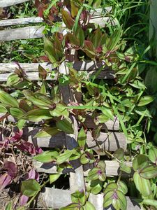 Wandering Jew Plant