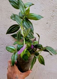 Pack 2  Celled Zebra Plants🌱 &amp; pots