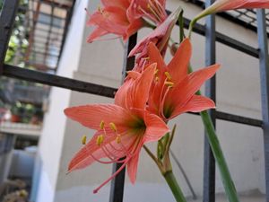 Five Peach Amaryllis Bulbs