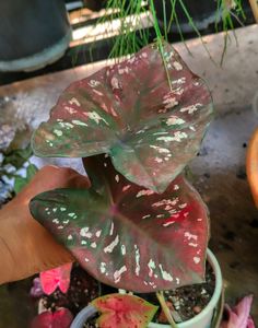 Thai variety caladium