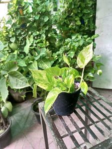 Money Plant Sapling