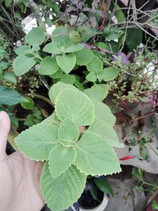 ajwain plant