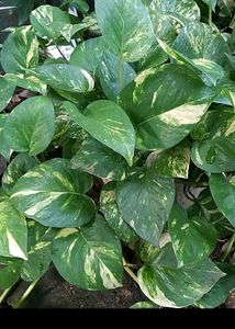 Plant Combo
