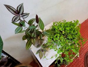 Pack 2 Zebronics &amp;Tradescantia fluminensis Pl