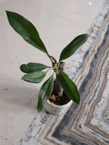 2 Color Champa Plant &amp; 1 Leaf Plan