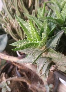 tiger tooth Aloe