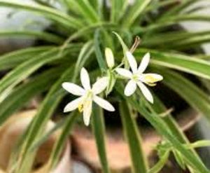 🌱chlorophytum laxum Plant🪴&amp;pot
