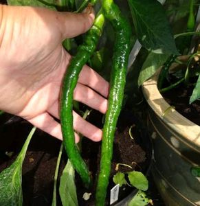 Seeds Chilli