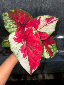 thailand imported Caladium Plant