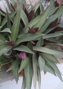 Beautiful Assorted Houseplants