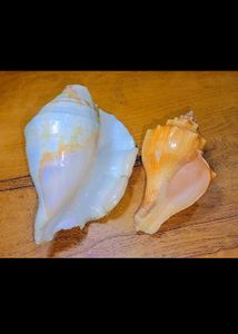Exotic Seashell Decor
