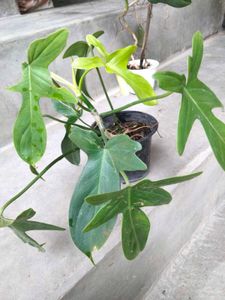 best 3 indoor plants combo