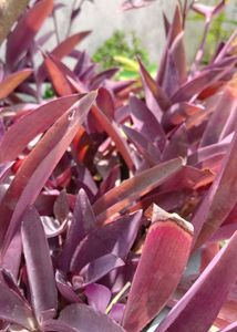 Multi Live Plants