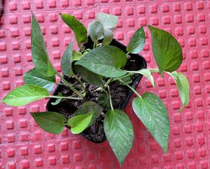 Evergreen Money Plant🪴&amp; pot