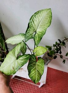 Pack 2 Arrowhead &amp; Plectranthus Nitidus Plans