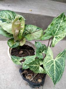 Assorted snygonuim Plants with fish bone secculent