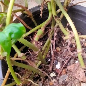 Assorted Plants