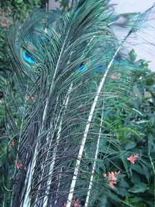 Natural Peacock Feathers pack of 10