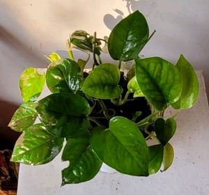 Money Plant 🌵&amp; Pot
