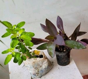 Pack 2 Beautiful heart Purple 💜 &amp; Tulsi Plants