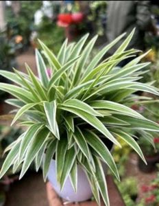 Spider Plant