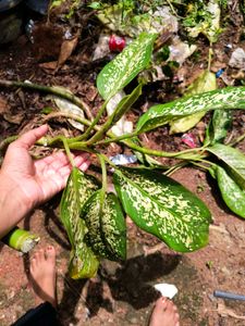 anglaonema plant