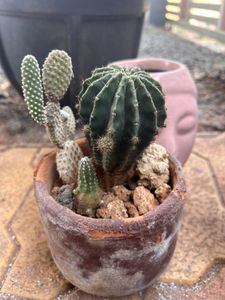 Assorted Indoor Plants - Set of Four