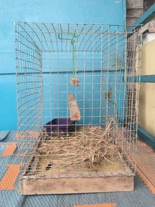 Pet Cage