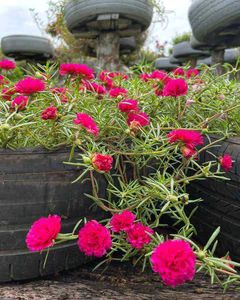 Diwali 🎇 offer Four combo flower plant
