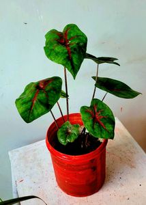 Caladiums plants 🪴&amp; Pot