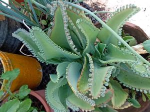 Plants Combo
