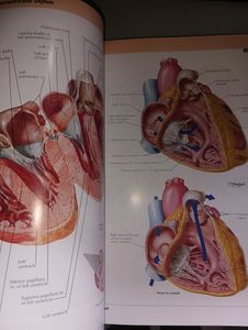 NETTER ATLAS OF HUMAN ANATOMY