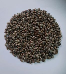 Castor Seeds